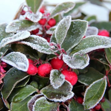 Winterfeste Balkonpflanzen sparen Zeit und Geld